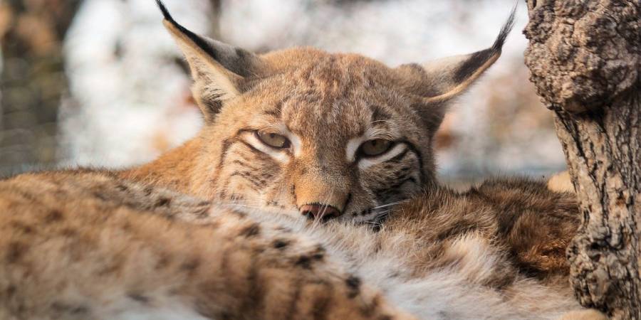 Ein liegender Luchs (Symbolbild: veverkolog)