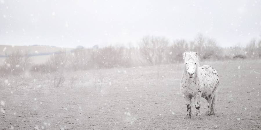 Shetlandpony auf einer Weide (Symbolbild: Pezibear)