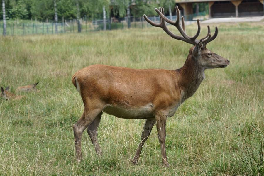 Rothirsch und weitere Stücke Kahlwild in einem Wildgehege (Symbolbild: Marcel Langthim)