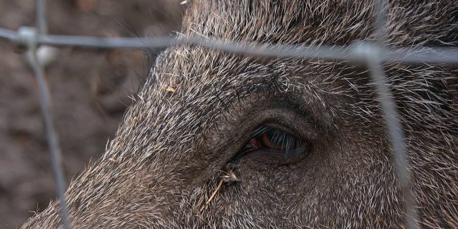 Ein Wildschwein hinter einem Zaun (Symbolbild: Hanne Hasu)