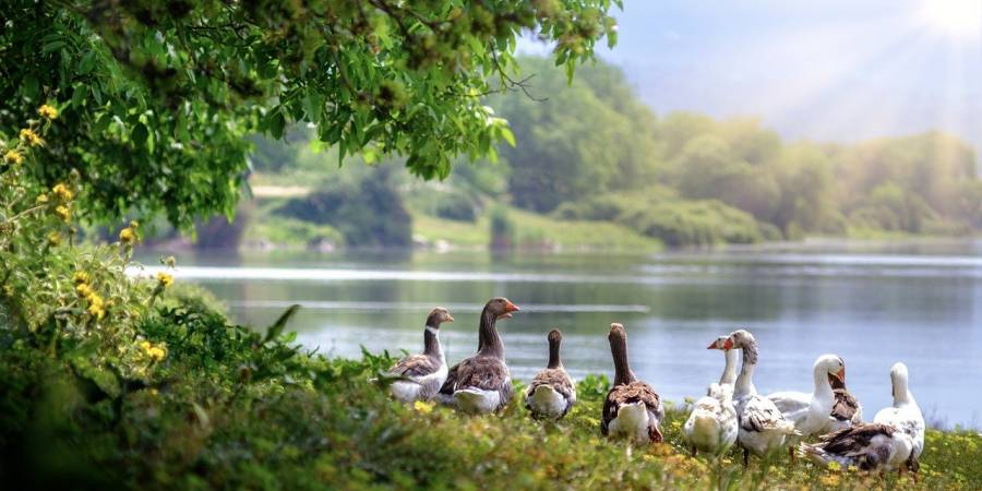 Gänse an einem See (Symbolbild: Antonios Ntoumas)