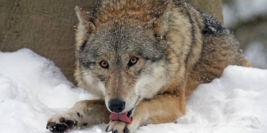 Wolf im Schnee liegend (Symbolbild: Marcel Langthim)
