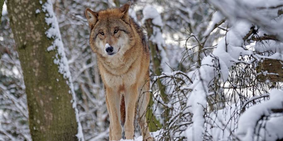 Wolf im Schnee (Symbolbild: Marcel Langthim)