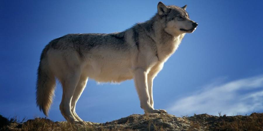 Ein Wolf (Symbolbild: 12019)