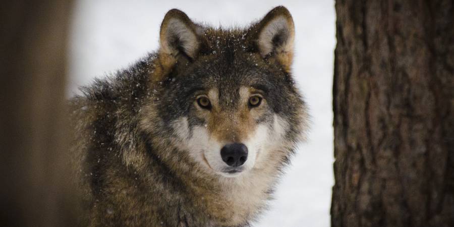 Ein Wolf im Winter (Symbolbild: Madeleine Lewander)