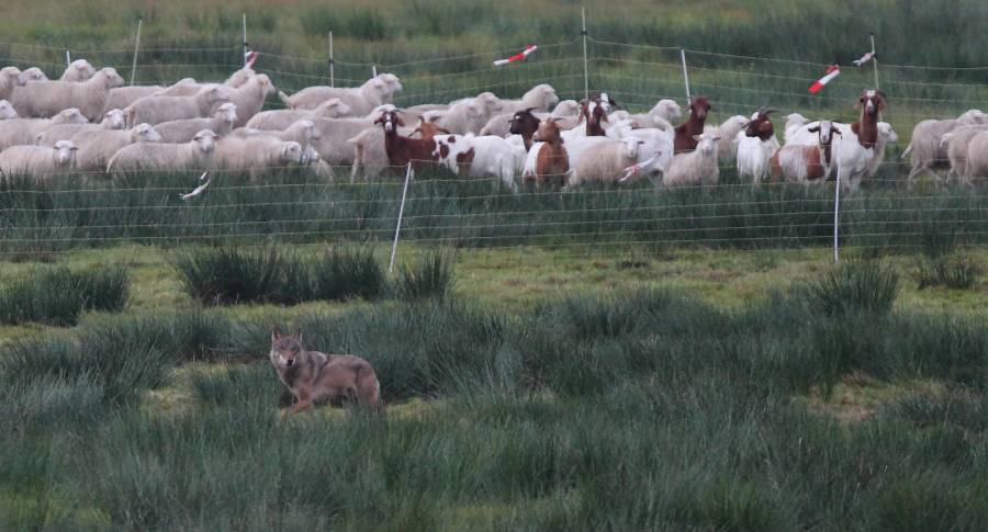 Wolf läuft entlang einer Koppel mit Weidetieren hinter Elektrozaun (Foto: LfULG/Archiv Naturschutz/M.Hartmann)