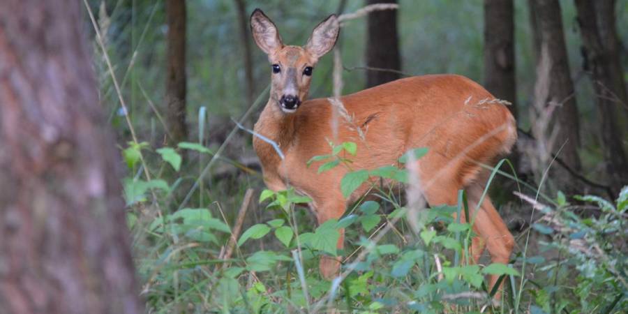 DJV fordert Überarbeitung des WBW-Gutachtens. Es fehlt die Expertise zum Wildtiermanagement. (Quelle: Hamann/DJV)