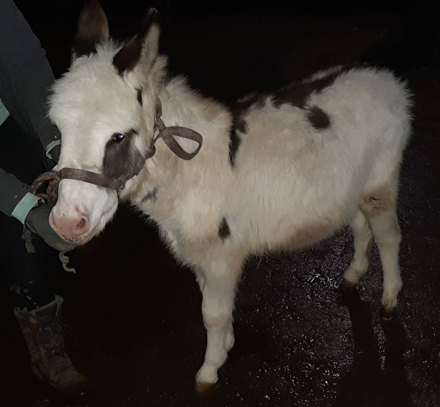 Der Esel (Foto: Polizei)