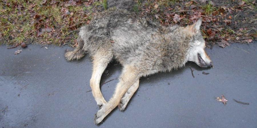 Der getötete junge Wolfsrüde (Foto: Polizei)