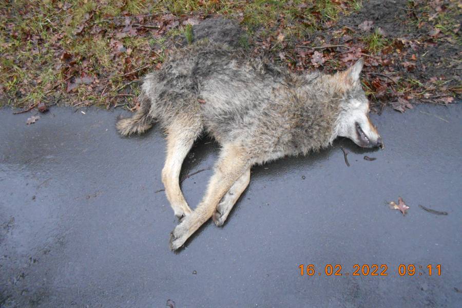 Der getötete junge Wolfsrüde (Foto: Polizei)