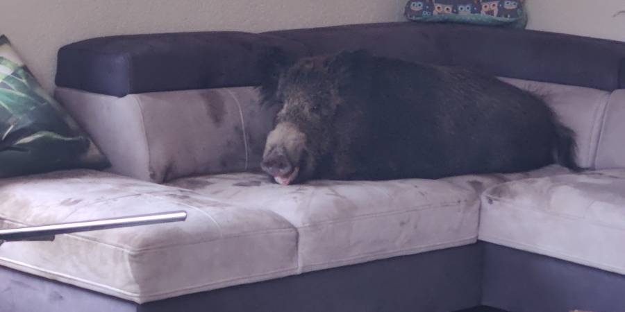 Die Bache erholt sich von den Strapazen auf dem Sofa im Wohnzimmer (Foto: Polizei)