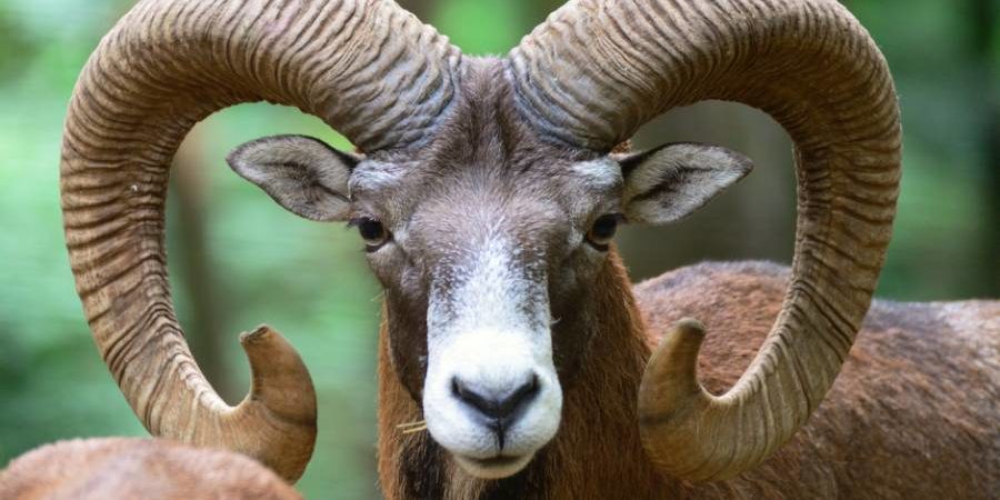 Erhöhter Prädationsdruck durch den Wolf führt zu Streckenrückgang um mehr als 76 Prozent in sieben Jahren. Brandenburg hat Verantwortung zur globalen Erhaltung des Muffelwildes. (Quelle: Canva/LJVB)