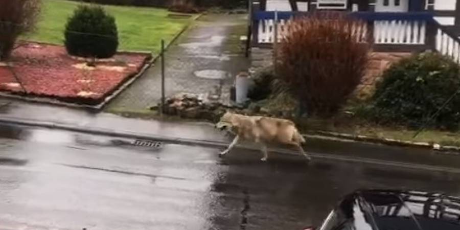 Ein Wolf läuft durch ein Wohngebiet in Homberg (Ohm) (Foto: Screenshot Facebook)
