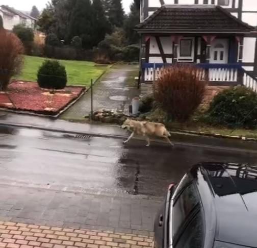 Ein Wolf läuft durch ein Wohngebiet in Homberg (Ohm) (Foto: Screenshot Facebook)