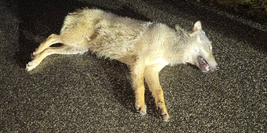 Toter Wolf am Fahrbahnrand liegend (Foto: Polizei)