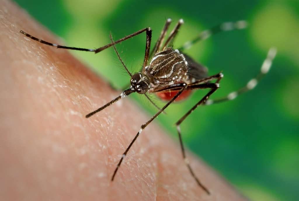 Die invasive Ägyptische Tigermücke (Aedes aegypti) ist Hauptüberträgerin des Gelb-, Dengue- und Zika-Fiebers sowie einiger anderer Viruserkrankungen und versursacht hohe Kosten. (Foto: Wikimedia Commons)