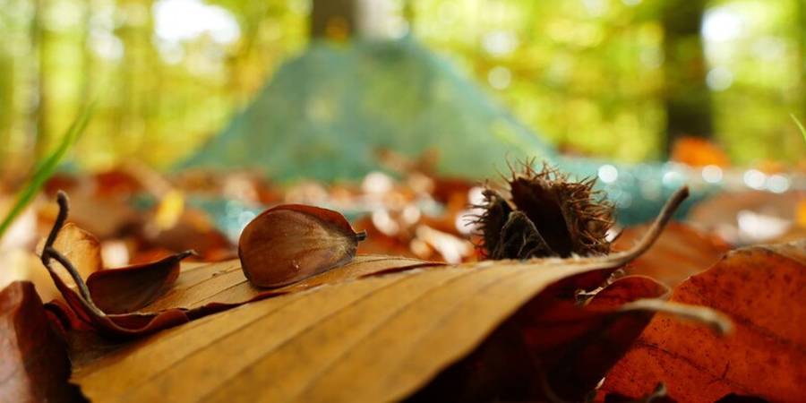 Für die Ernte von Bucheckern wird der Wald mit Netzen ausgelegt, (Foto: Wald und Holz NRW - Stefan Befeld)