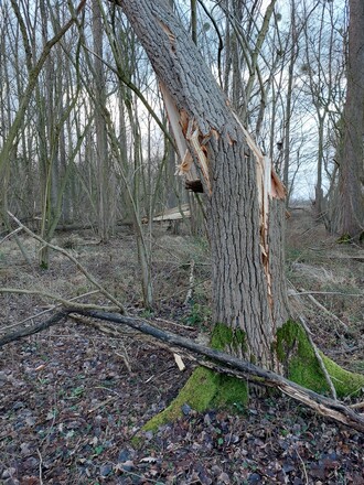 Angeknackste Bäume wie hier im Sauerland sind auch Tage nach den Stürmen eine unberechenbare Gefahr. Daher gilt die Warnung vor dem Betreten der Wälder auch für die Zeit nach den Stürmen. (Foto Christoph Hentschel, Wald und Holz NRW).