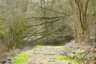 Umgestürzte Bäume versperren Waldwege wie hier in Dalheim Kreis Paderborn. (Foto Stefan Befeld, Wald und Holz NRW)