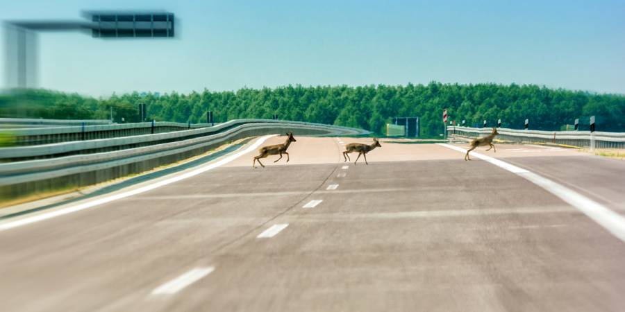 Drei Stück Rehwild wechseln über eine Autobahn (Symbolbild: Ralf Geithe)