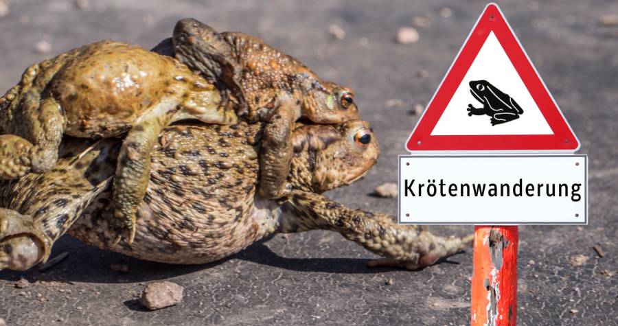 Warnschild "Krötenwanderung" mit wandernden Kröten (Symbolbild: iStock/Animaflora)