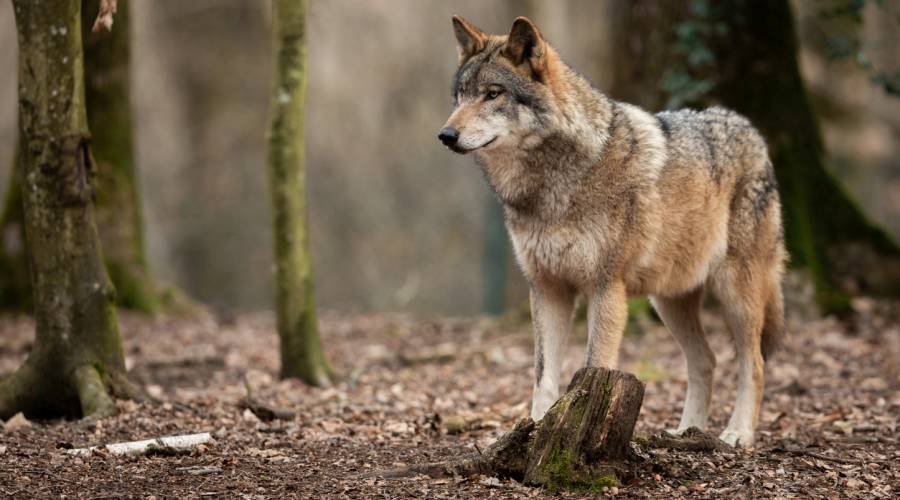 Ein Wolf in einem Wald (Symbolbild: iStock/AB Photography)