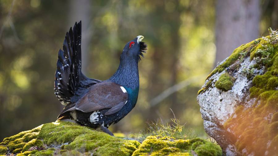 Ein Auerhahn (Symbolbild: iStock/JMrocek)