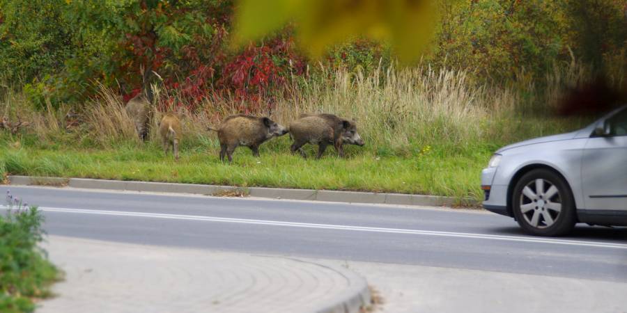 Vier Wildschweine an einer Straße, auf der ein Auto fährt (Symbolbild: iStock/Arkadiusz Warguła)
