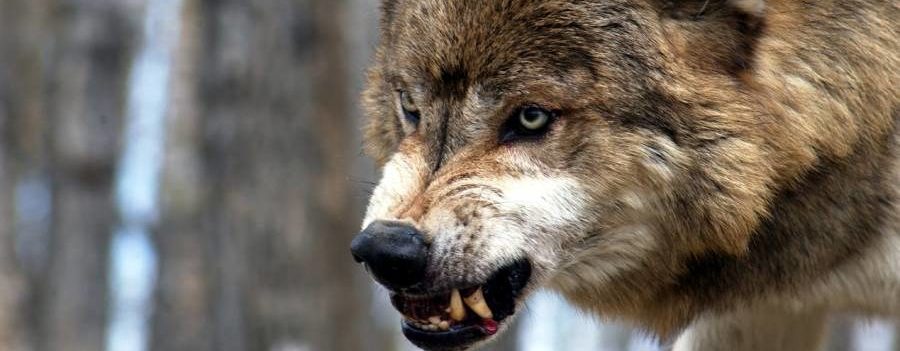 Ein Wolf fletscht die Zähne (Symbolbild: istock/HansProppe)
