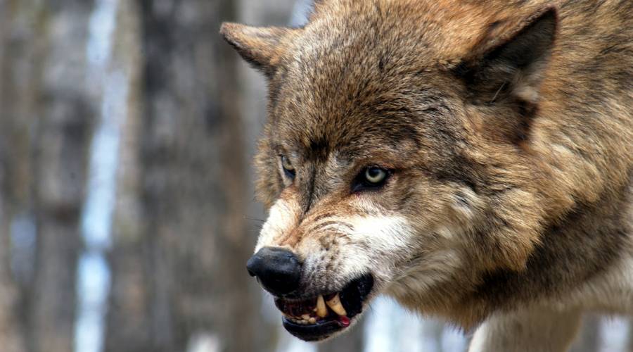 Ein Wolf fletscht die Zähne (Symbolbild: istock/HansProppe)