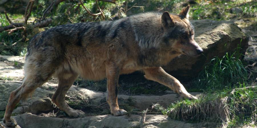 Ein Wolf im alpinen Gelände (Symbolbild: iStock/fotoember)