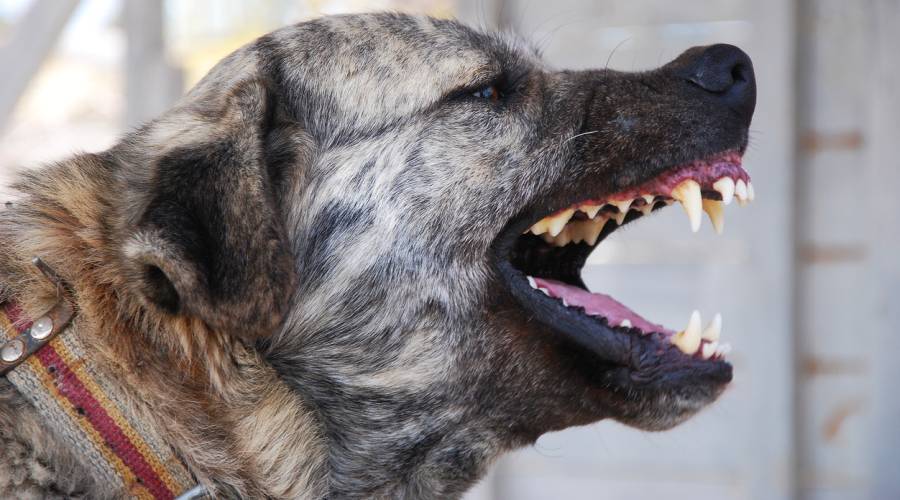 Aggressiver Kangal fletscht die Zähne (Symbolbild: iStock/betoon)