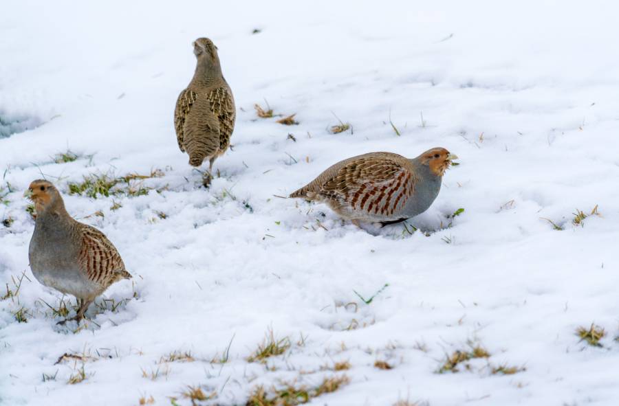 Rebhühner im Schnee (Symbolbild: iStock/Rostislavv)