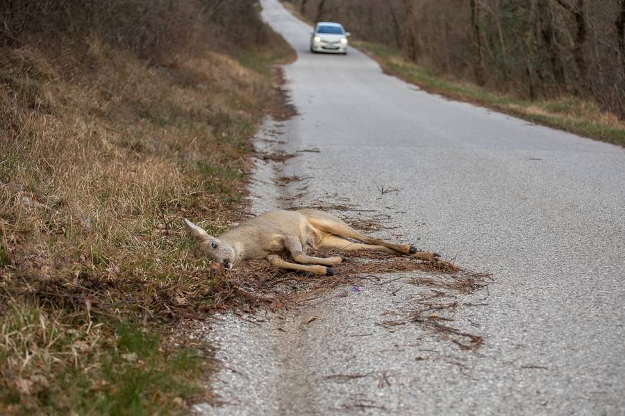 Ein bei einem Wildunfall getötetes Reh liegt an einem Straßenrand. Im Hintergrund ist ein Pkw zu sehen. (Symbolbild: iStock/Simon002)