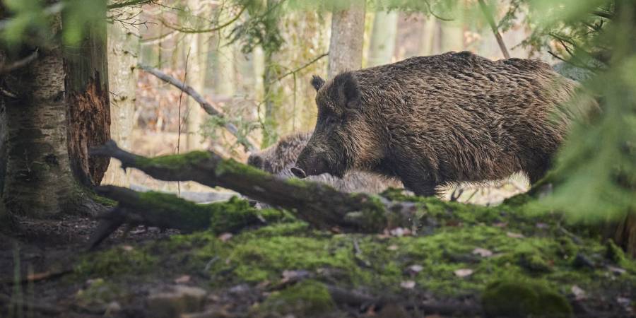 Wildschweine im Wald (Symbolbild: Paul Henri Degrande)