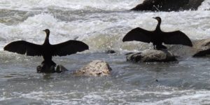 www.natuerlich-jagd.de