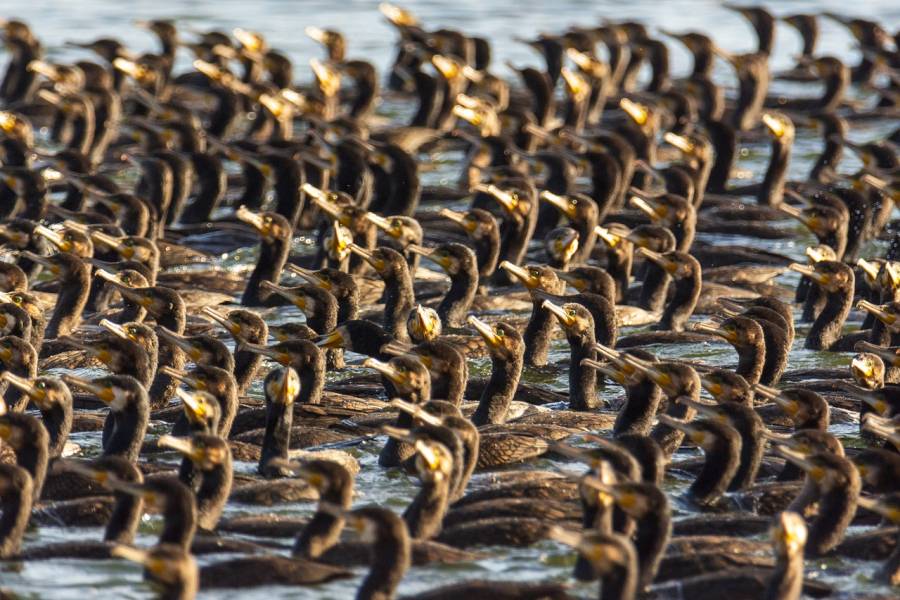 Schwimmende Kormorane (Symbolbild: John_Nature_Photos)