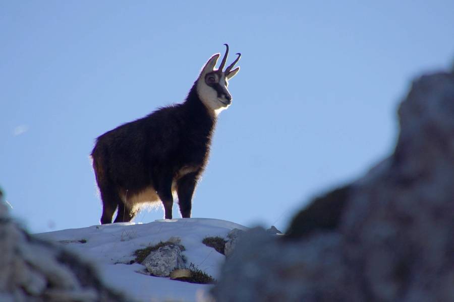 Gämse im Schnee auf einem Berg (Symbolbild: rottonara)