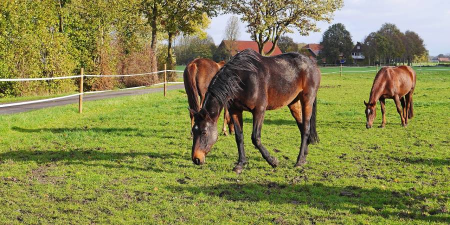 Viele Pferdebesitzer, die wie hier im Münsterland, ihre Tiere auf Koppeln halten, verunsichert die Rückkehr des Wolfes. (Symbolbild: Erich Westendarp)