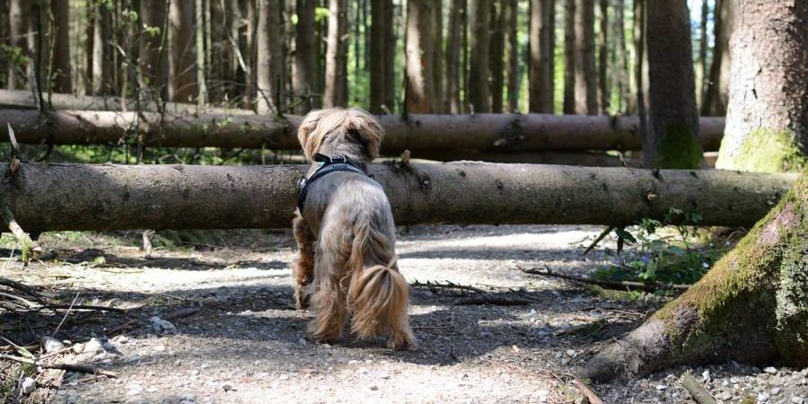Ein Hund steht vor umgestürzten Bäumen, die auf einen Waldweg gefallen sind. (Symbolbild: Manfred Antranias Zimmer)