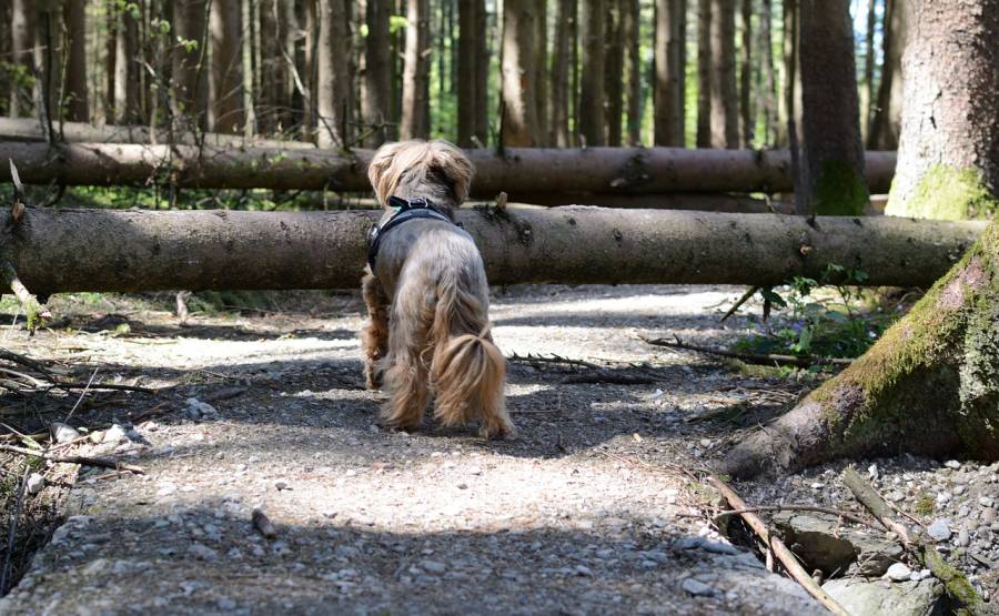 Ein Hund steht vor umgestürzten Bäumen, die auf einen Waldweg gefallen sind. (Symbolbild: Manfred Antranias Zimmer)