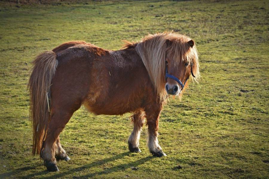 Shetlandpony auf einer Weide (Symbolbild: bernswaelz)