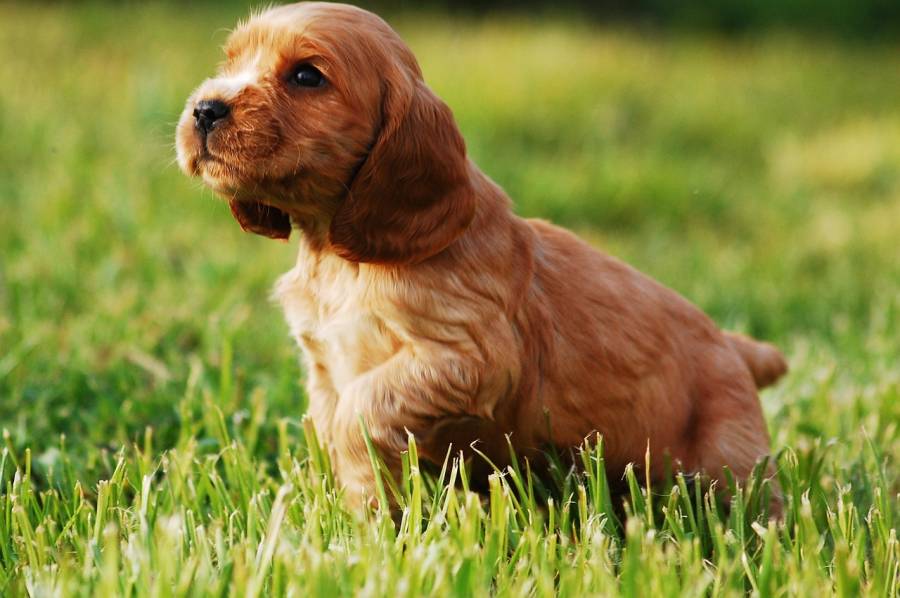 Ein Welpe der Rasse Cocker Spaniel (Symbolbild: Katrina_S)