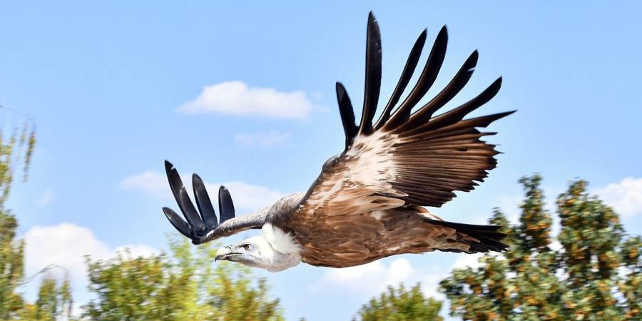 Ein Gänsegeier im Flug (Symbolbild: Christel SAGNIEZ)