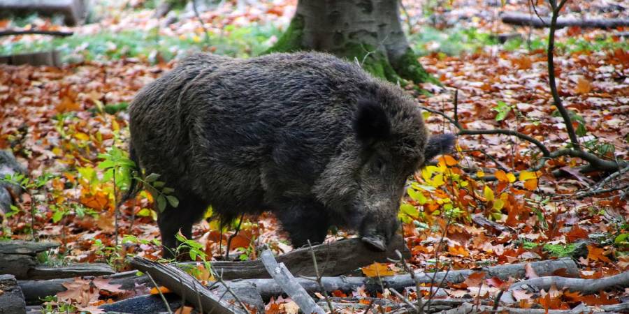 Wildschweinkeiler in einem Wald (Symbolbild: Tho-Ge)