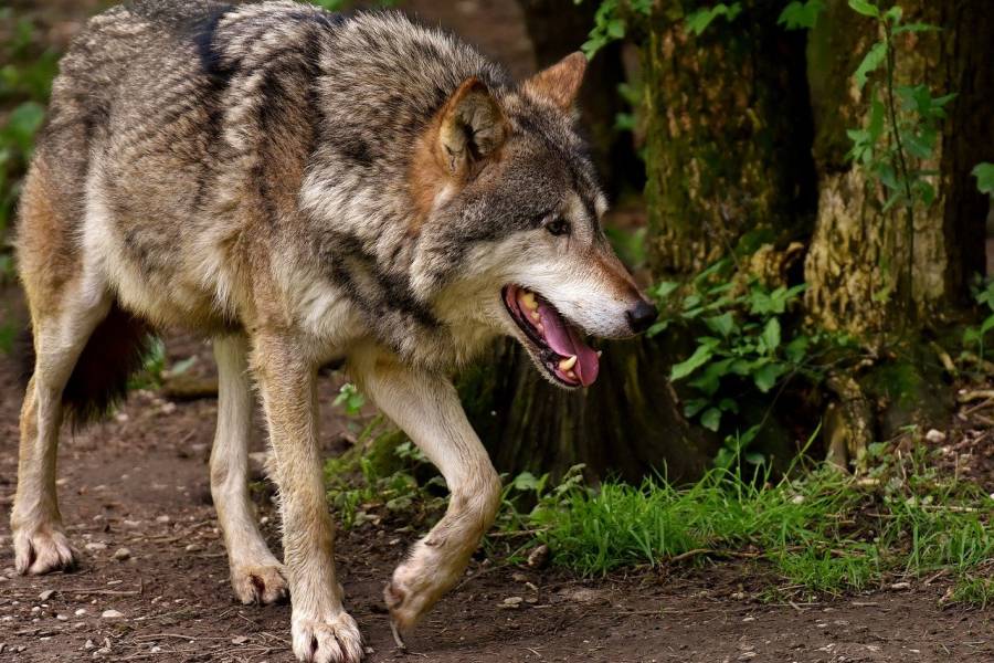 Ein Wolf (Symbolbild: Alexas_Fotos)
