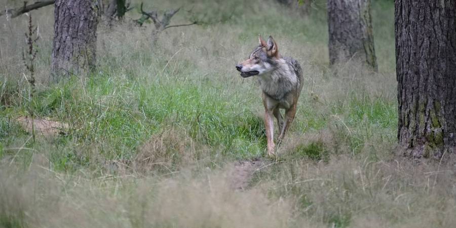 Wolfsgebiet Eifel-Hohes Venn