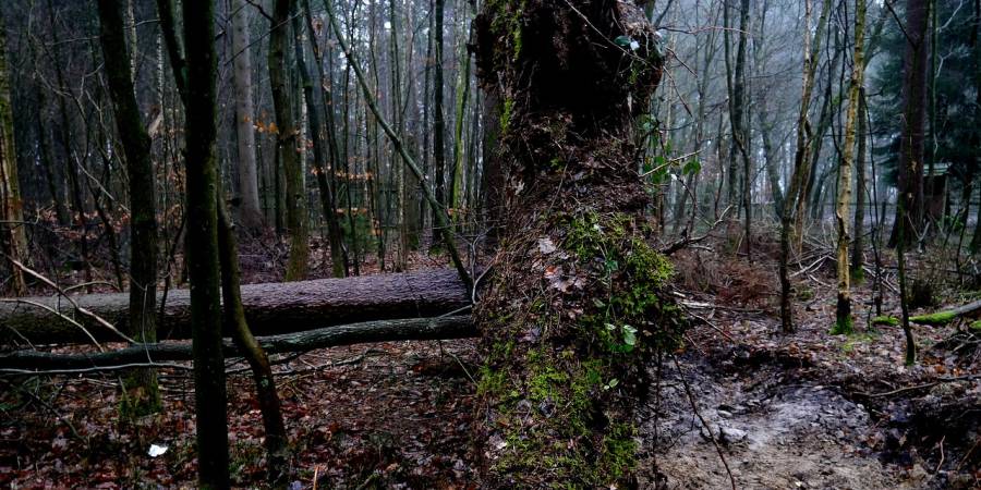 Ein umgestürzter Baum im Wald (Symbolbild: Jörg Husemann)