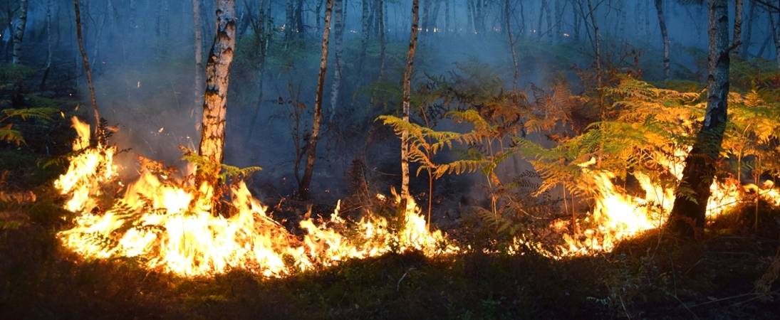 Durch die Beachtung der Verhaltensregeln im Wald und der Meldung von Waldbränden können alle helfen, Waldbrände zu verhindern. (Foto: Staatsbetrieb Sachsenforst/Dirk Synatzschke)