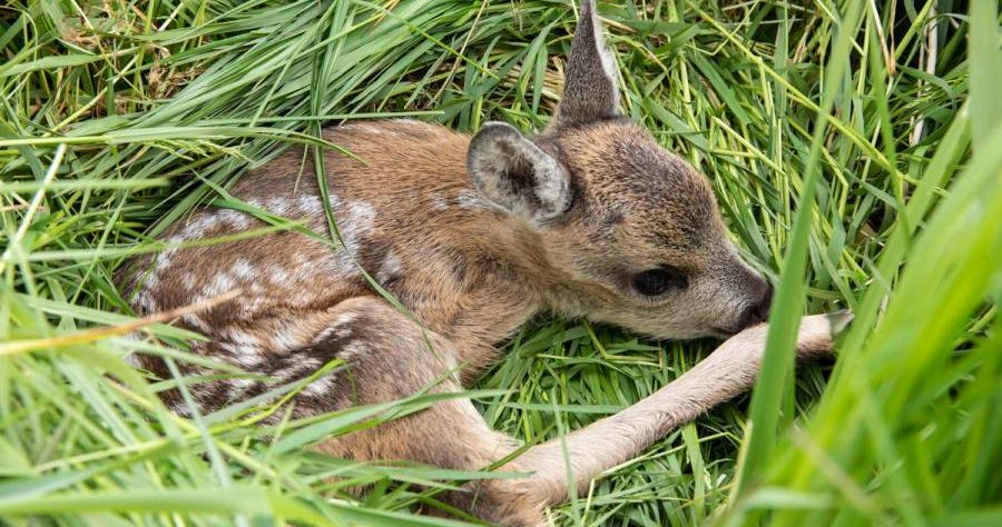 Ducken und Tarnen als Überlebensstrategie: Tierkinder sind gut an ihre Umwelt angepasst. (Quelle: Czybik/DJV)